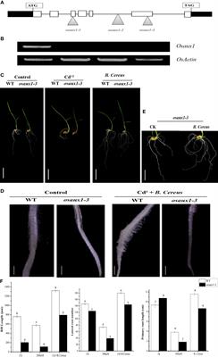 Indole pyruvate decarboxylase gene regulates the auxin synthesis pathway in rice by interacting with the indole-3-acetic acid–amido synthetase gene, promoting root hair development under cadmium stress